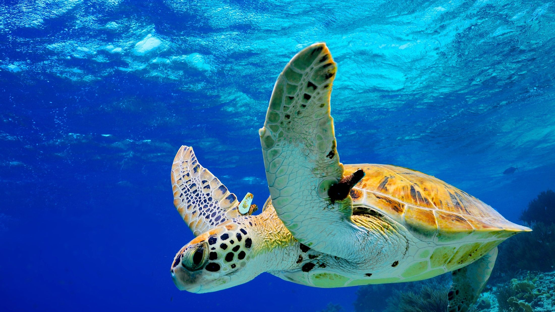 Green Sea Turtle swimming in Caribbean; Shutterstock ID 145968476; PO: HJ ToY