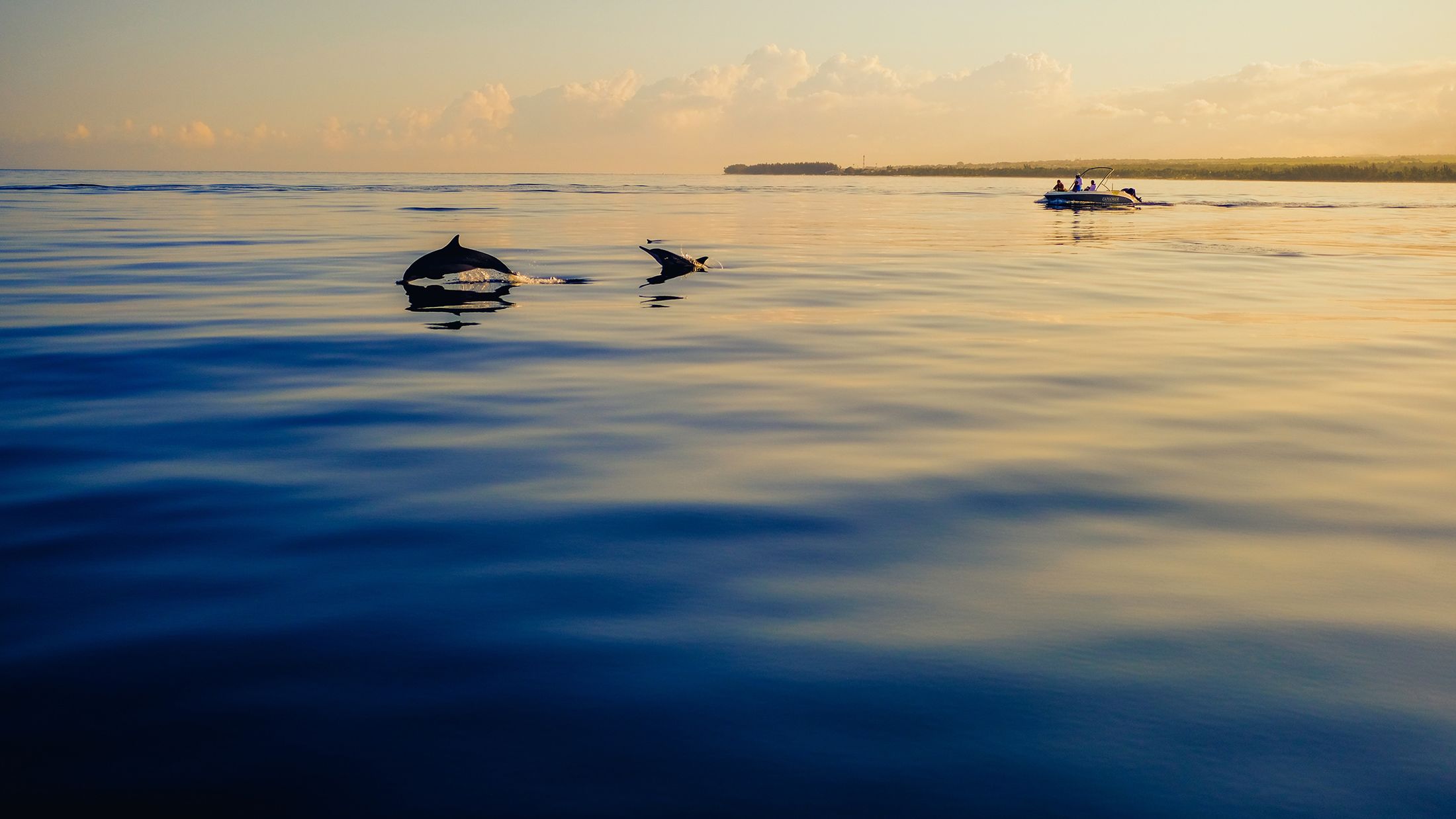 085065-Dolphins-Mauritius-unsplash-matteo-catanese-393210-Hybris