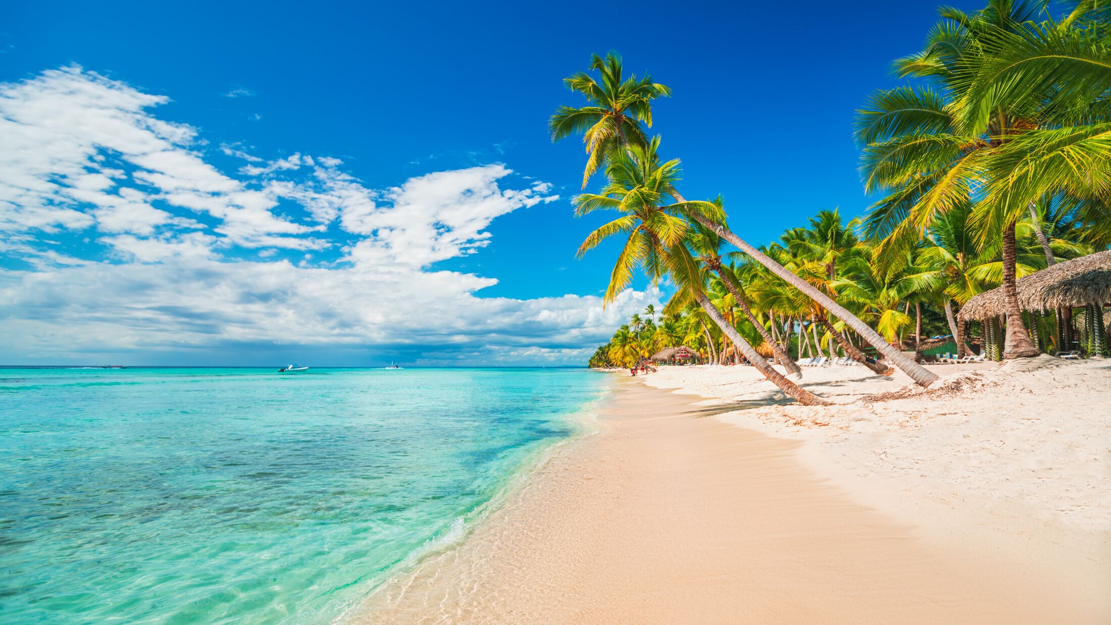 Palm trees on the tropical beach, Dominican Republic, Punta Cana, Saona Island