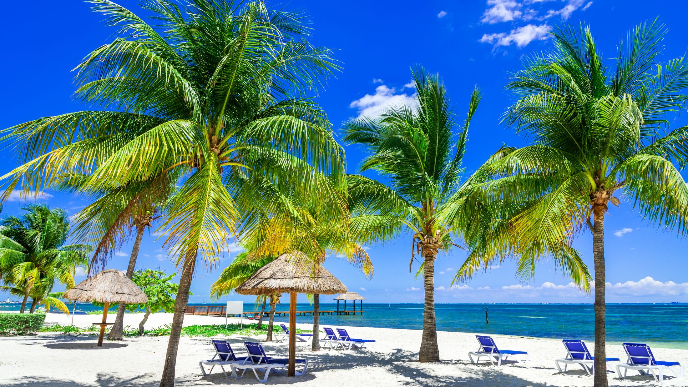 Tropical landscape with coconut palm on caribbean beach, Cancun, Yucatan Peninsula in Mexico.