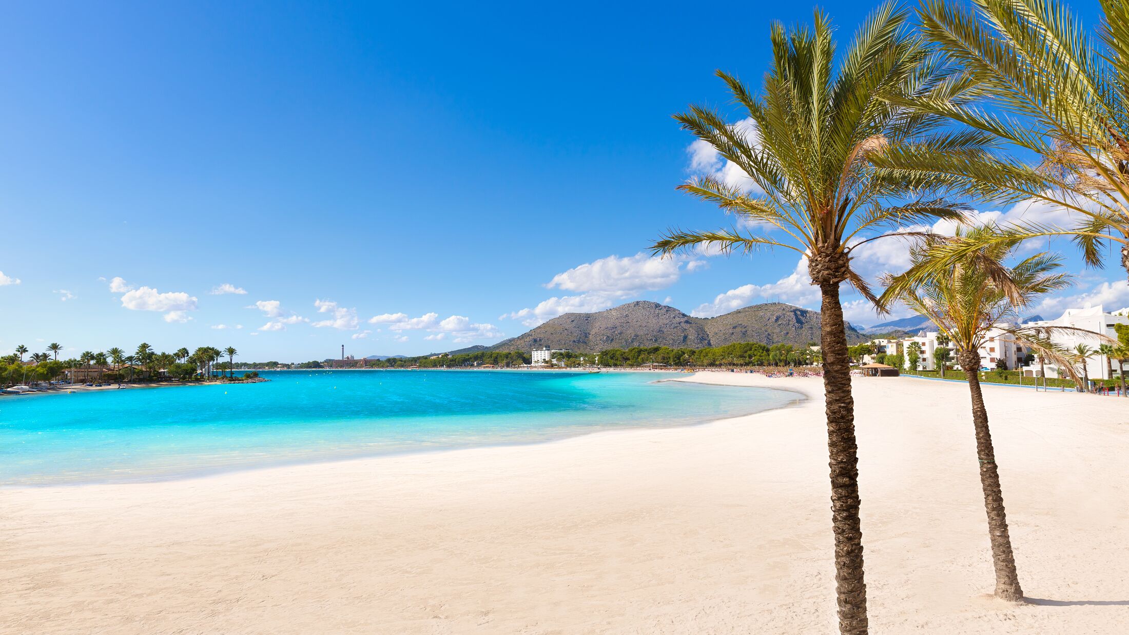 Platja de Alcudia beach palm trees in Mallorca Majorca at Balearic islands of Spain