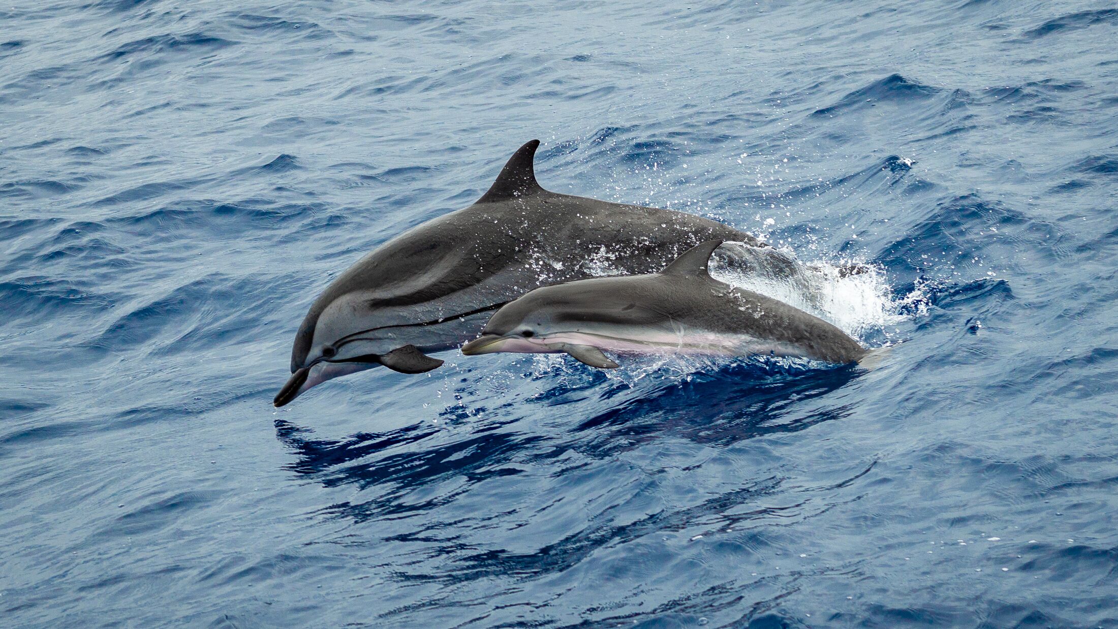 Dolphins off Gran Canaria