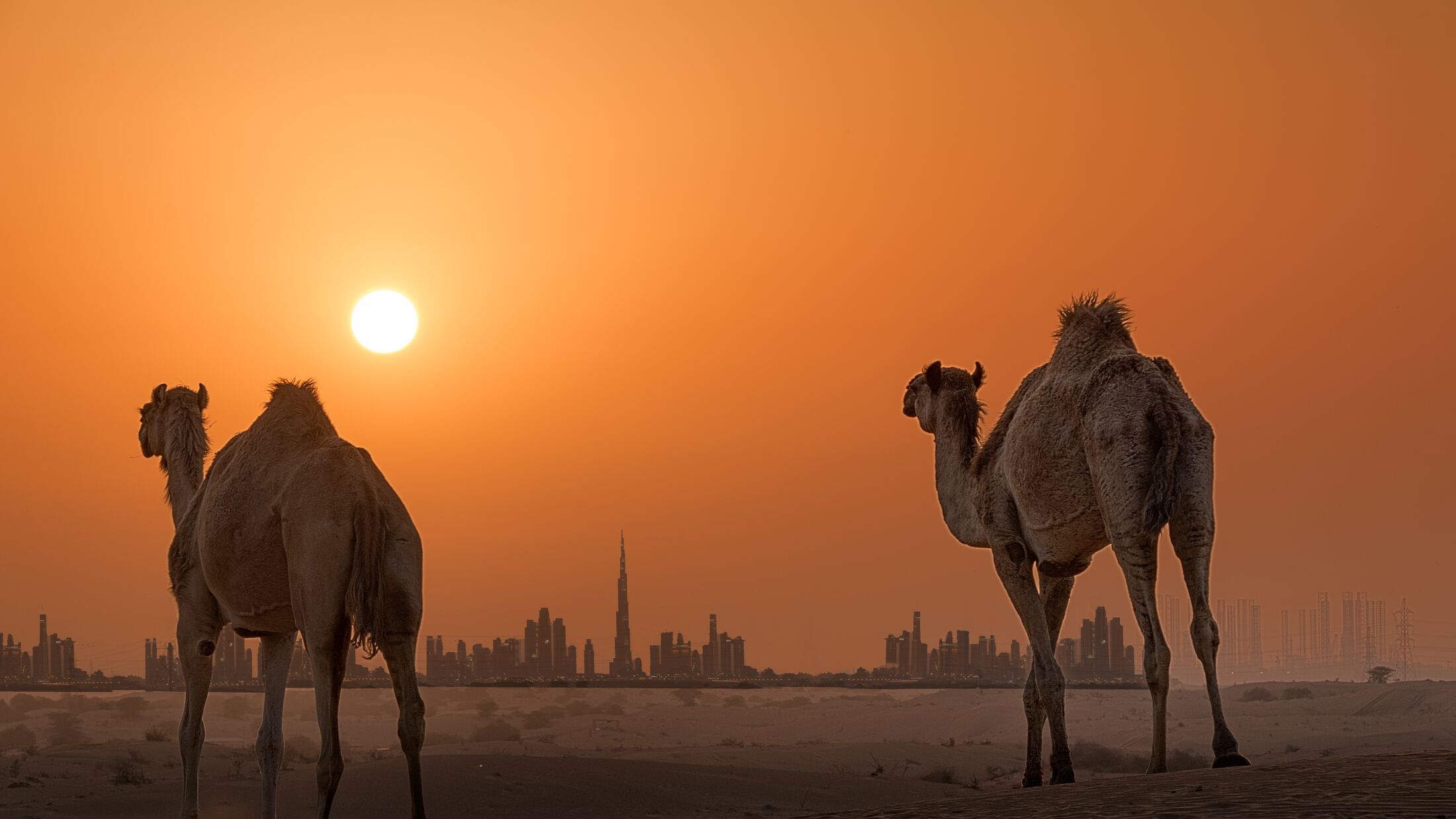 Desert Camels at Sunset, Dubai