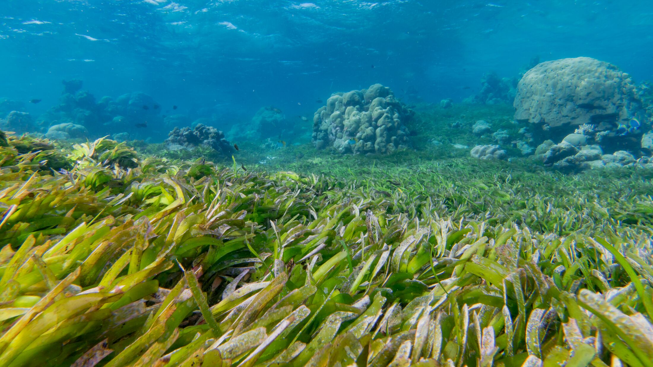 Blue-Marine-2023-Sustainablity-Maldives-seagrass-Laamu-01-Andy-Ball-300346-Hybris