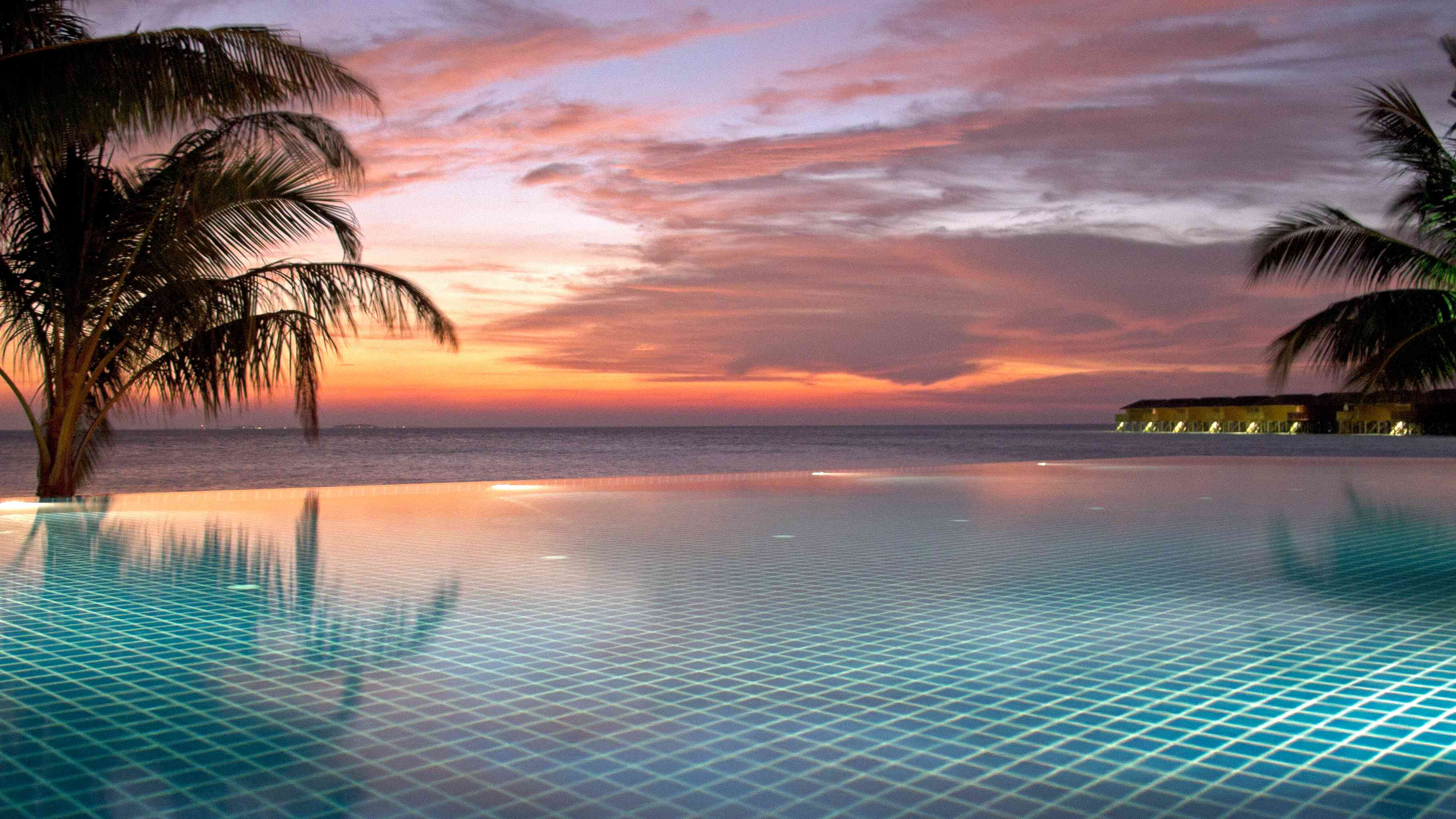 a group of palm trees next to a body of water