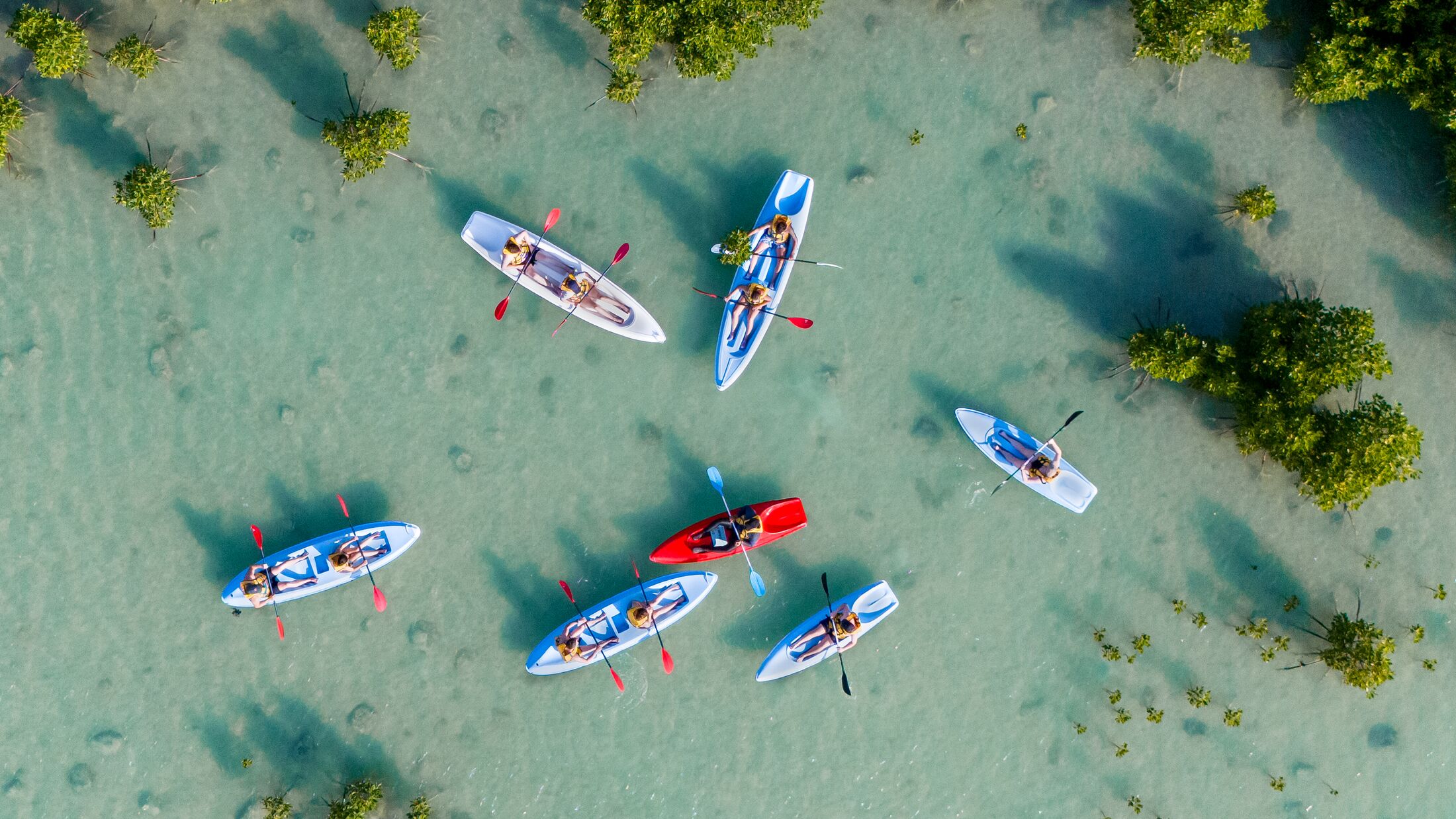 Kayaking in the Mangroves
