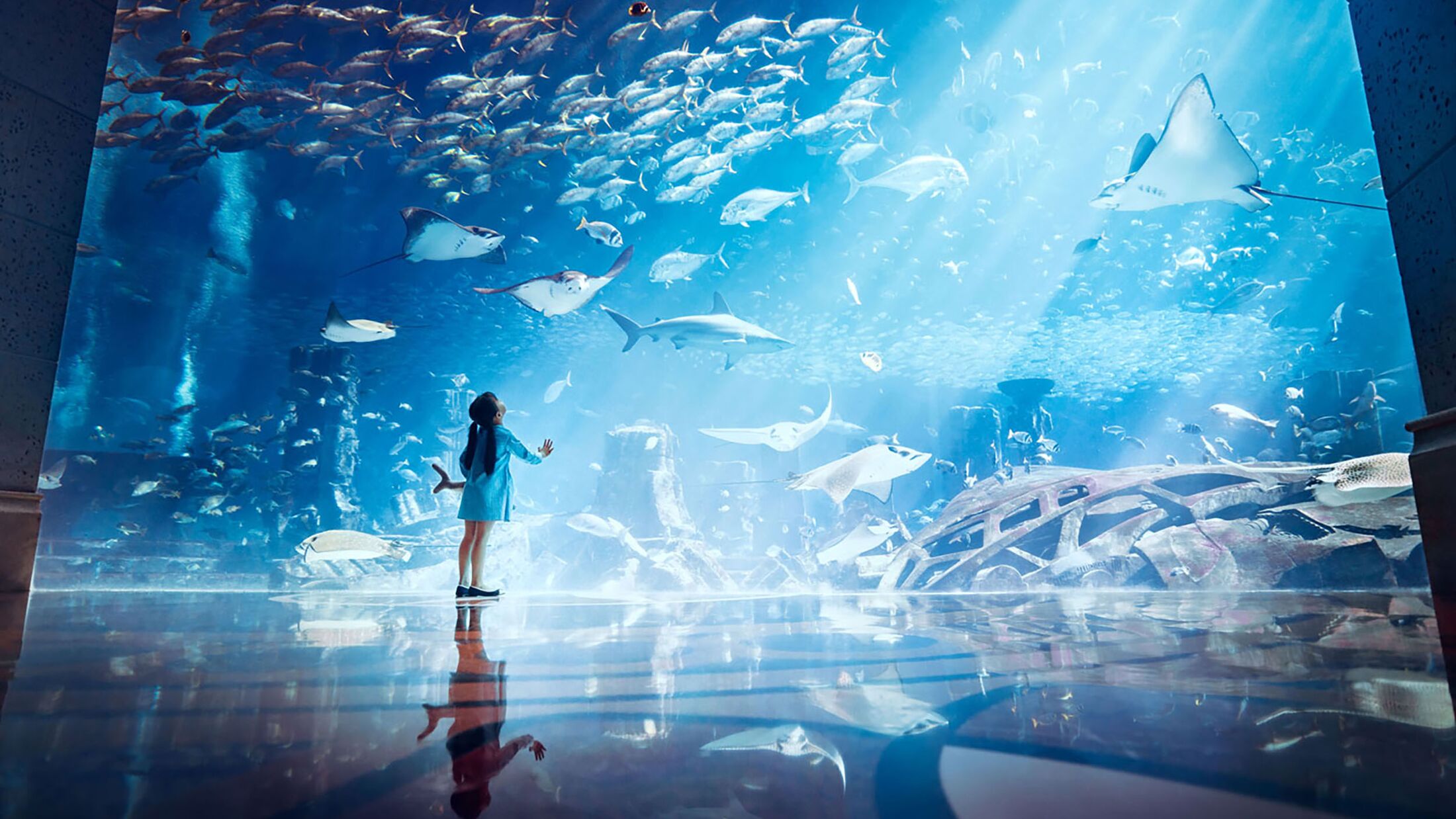 The Lost Chamber Aquarium