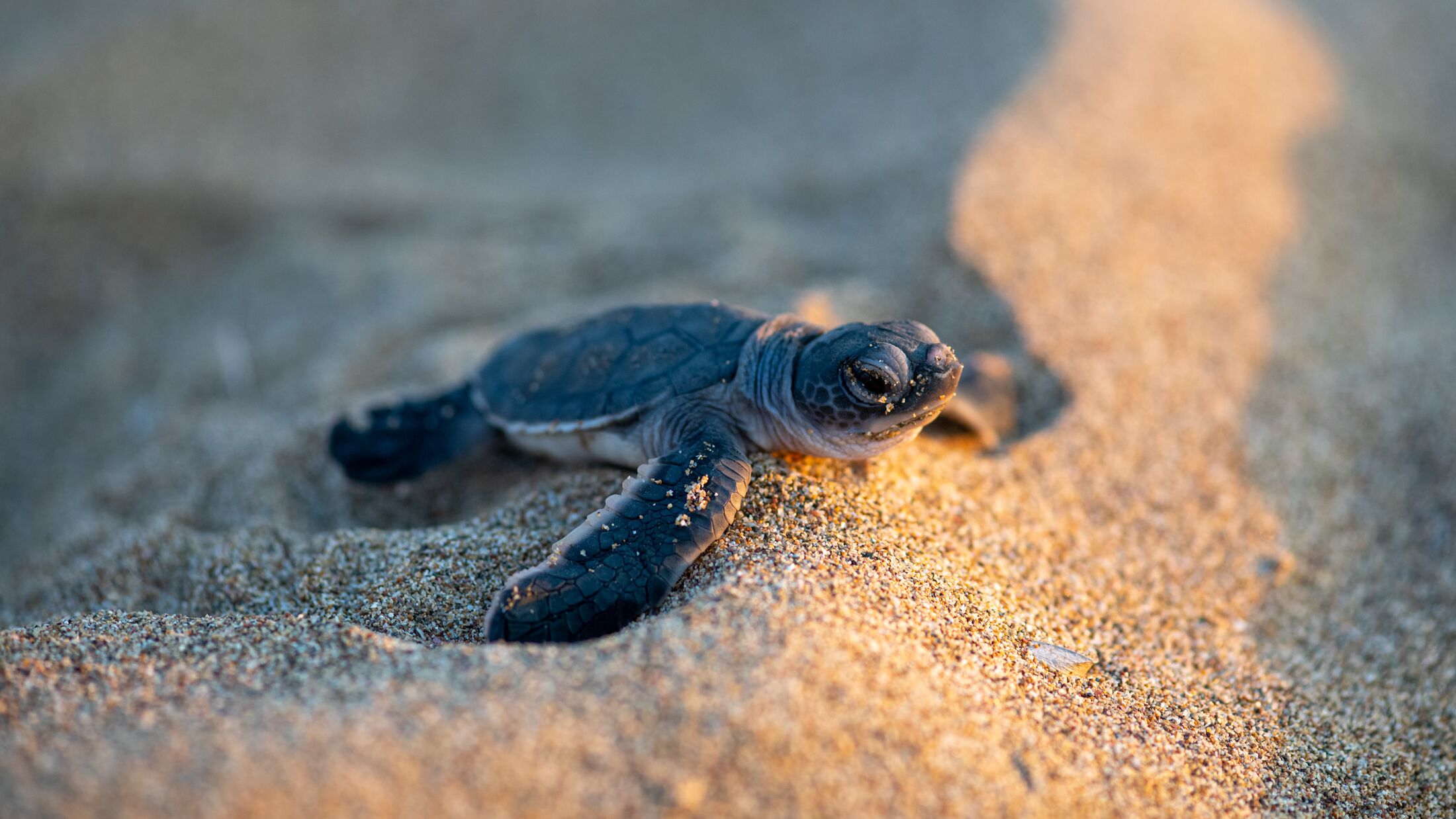 A baby turtle, just hatched, moving towards the sea at Lara Beach, Cyprus