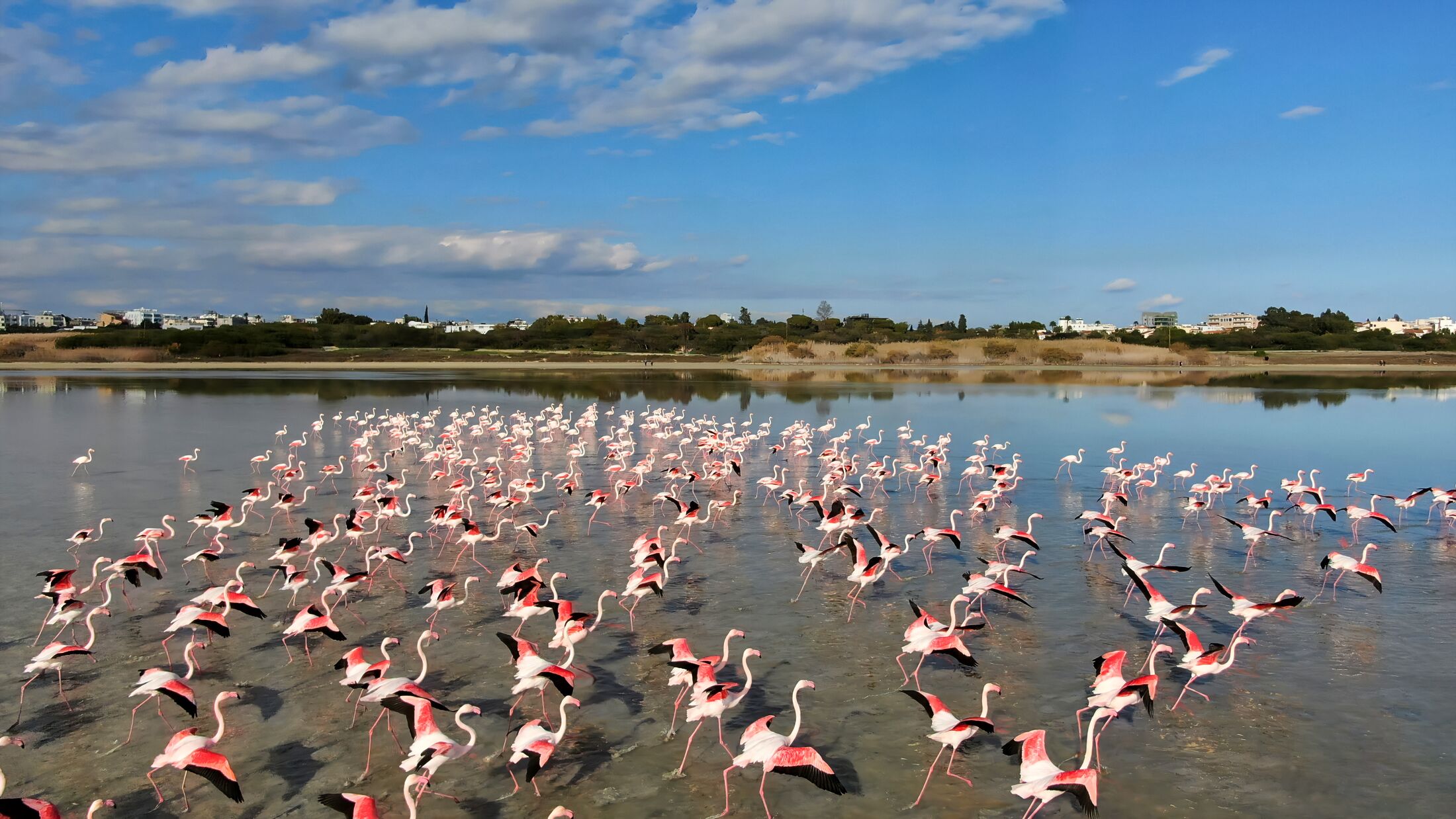 Pink flamingos on a natural lake in Cyprus. A flock of beautiful birds in the wild.