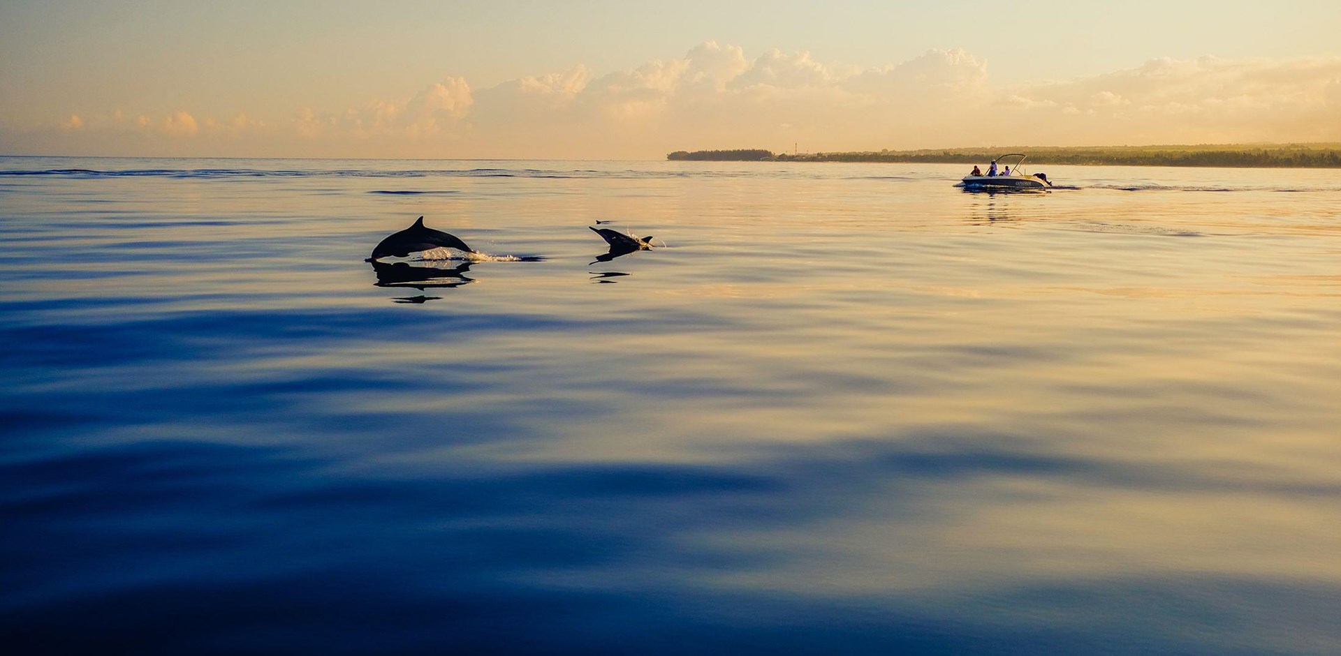 085065-Dolphins-Mauritius-unsplash-matteo-catanese-393210-Hybris