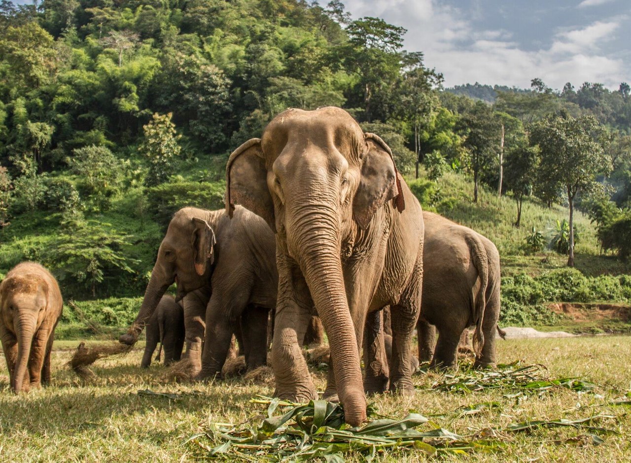a herd of elephants standing on top of a grass covered field