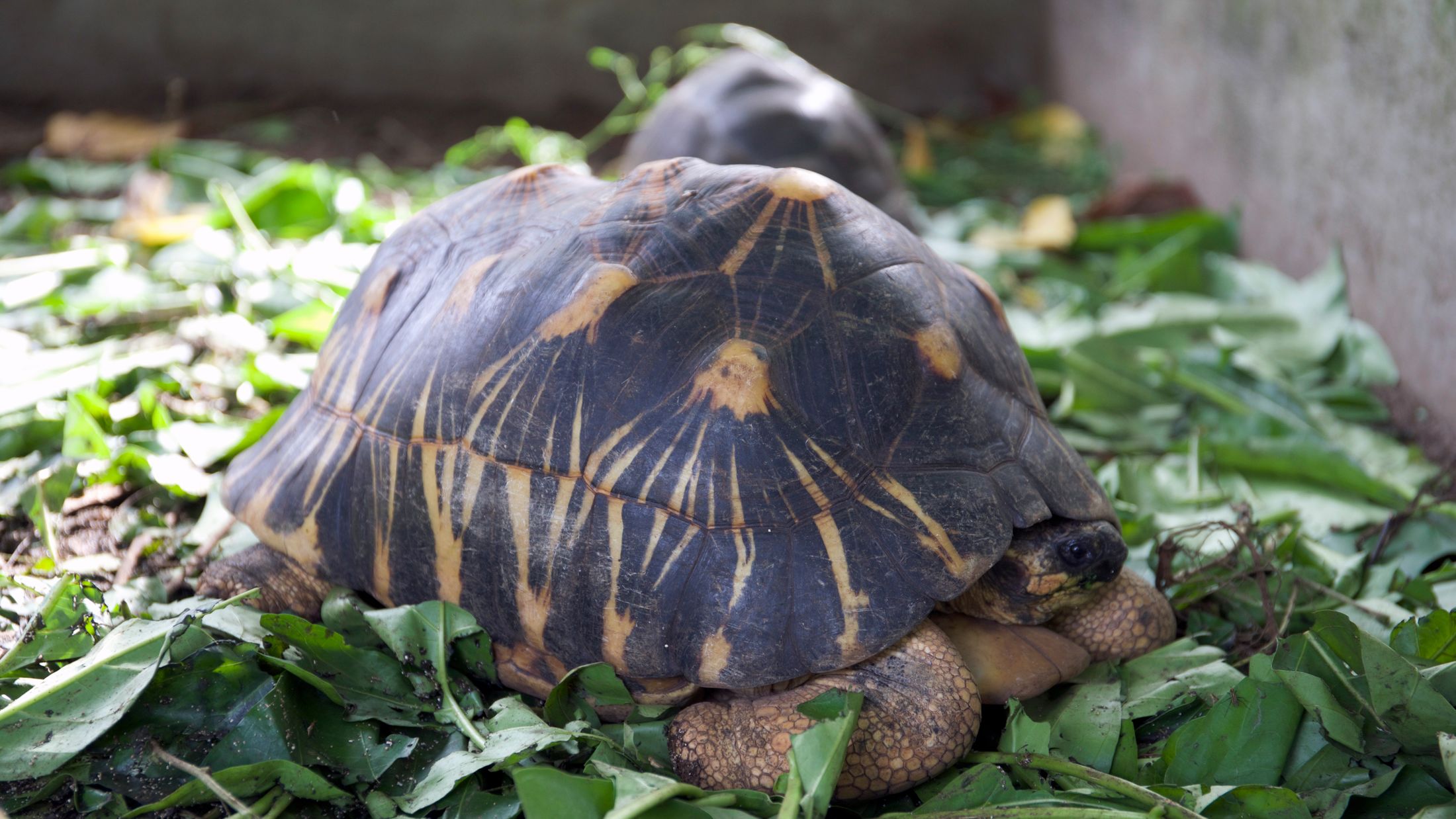 085093_Baby Turtle_Denis Island_Seychelles_Tim Chow-Hybris