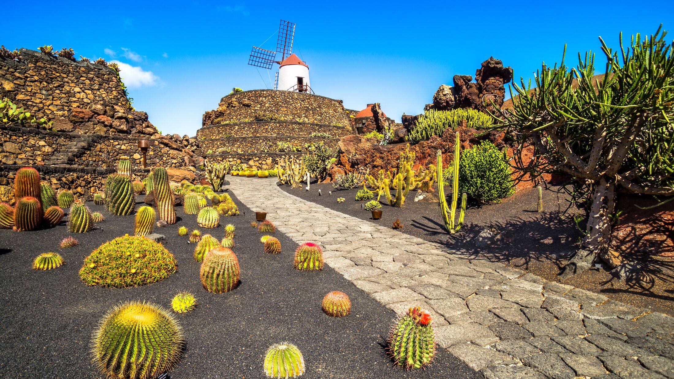 Tropical cactus garden in Guatiza village, Lanzarote, Canary Islands, Spain