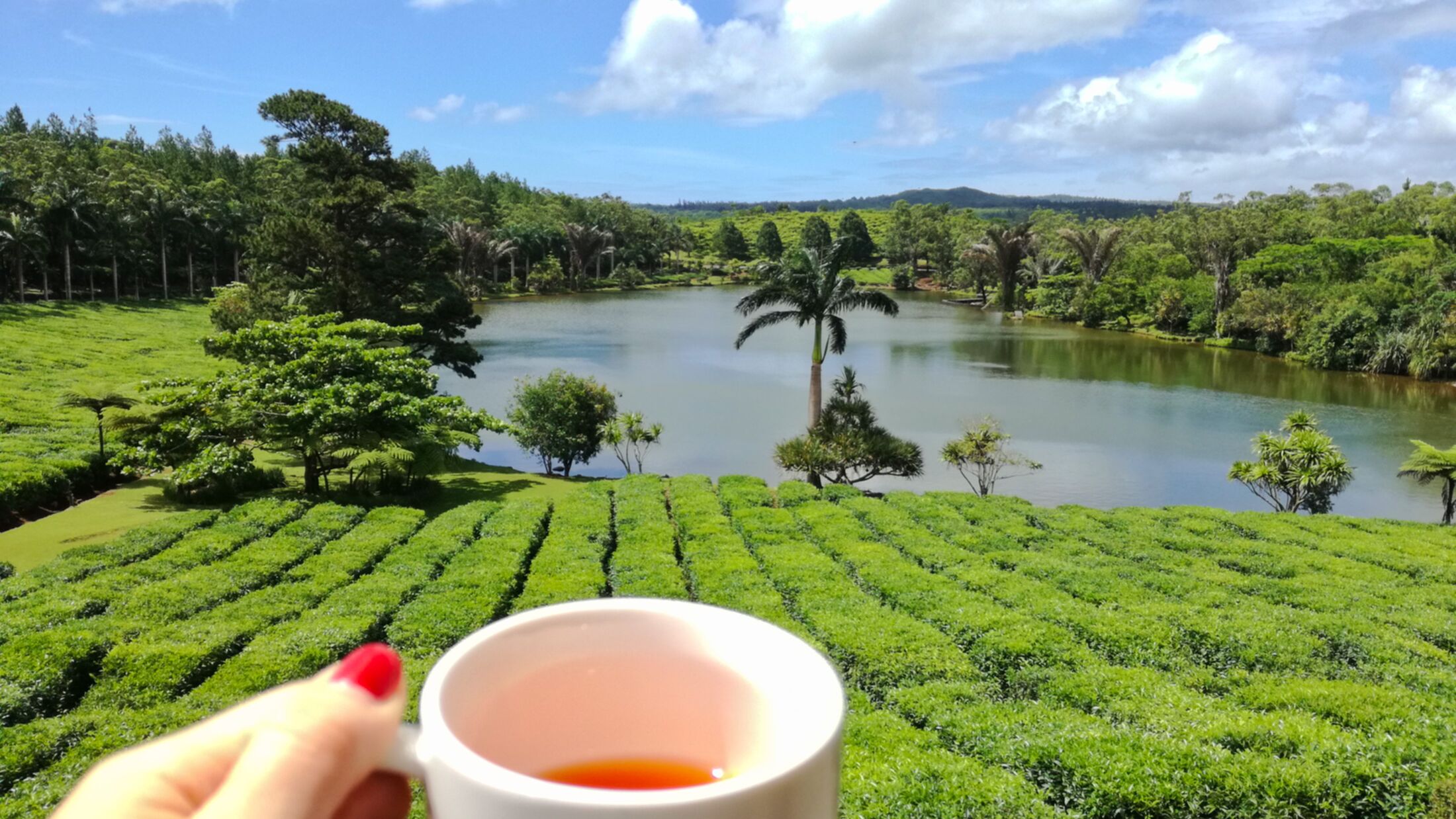 Boi Cheri Tea Plantation, Mauritius