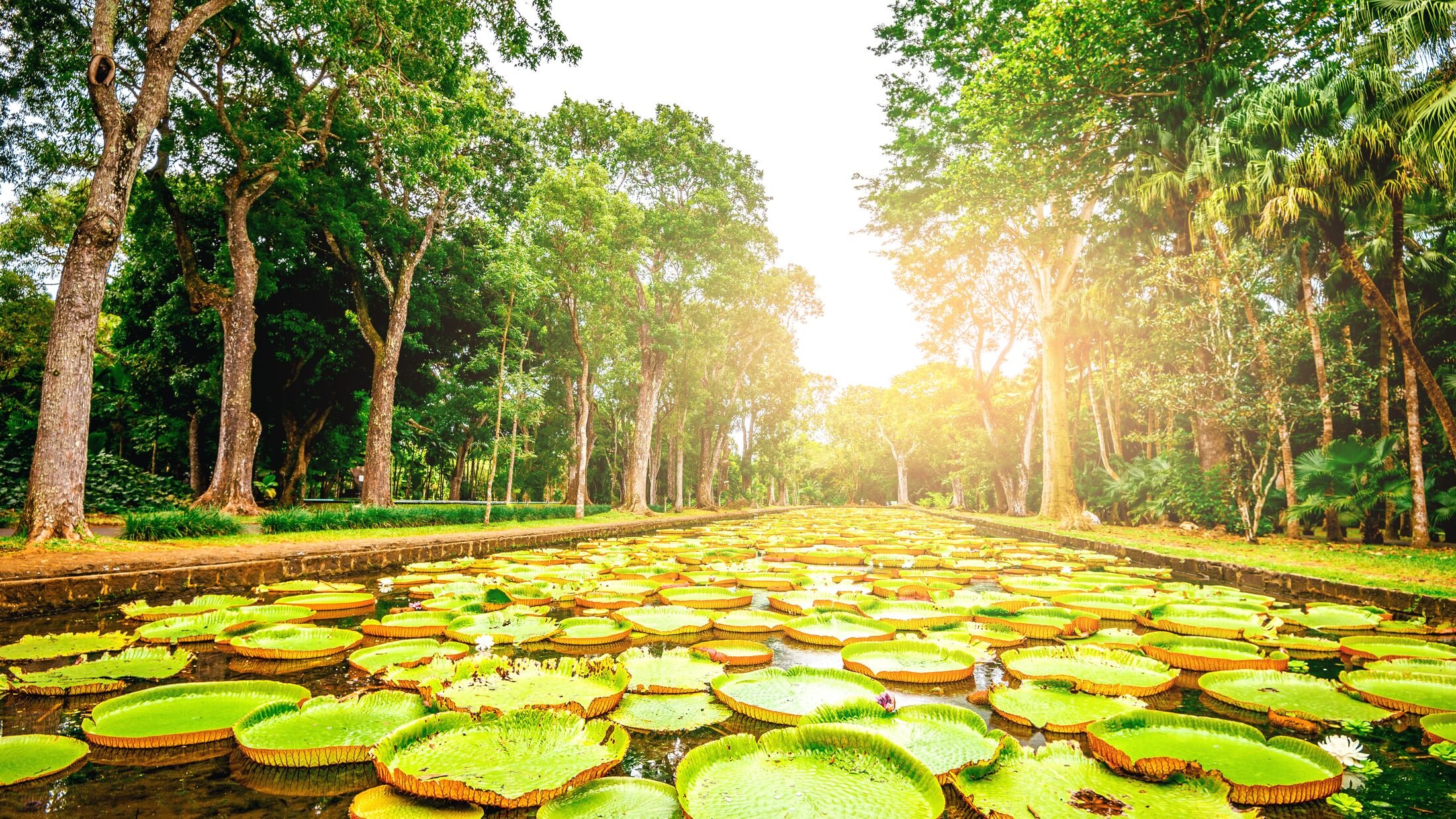 Botanical Garden on paradise island of Mauritius. Toned image.