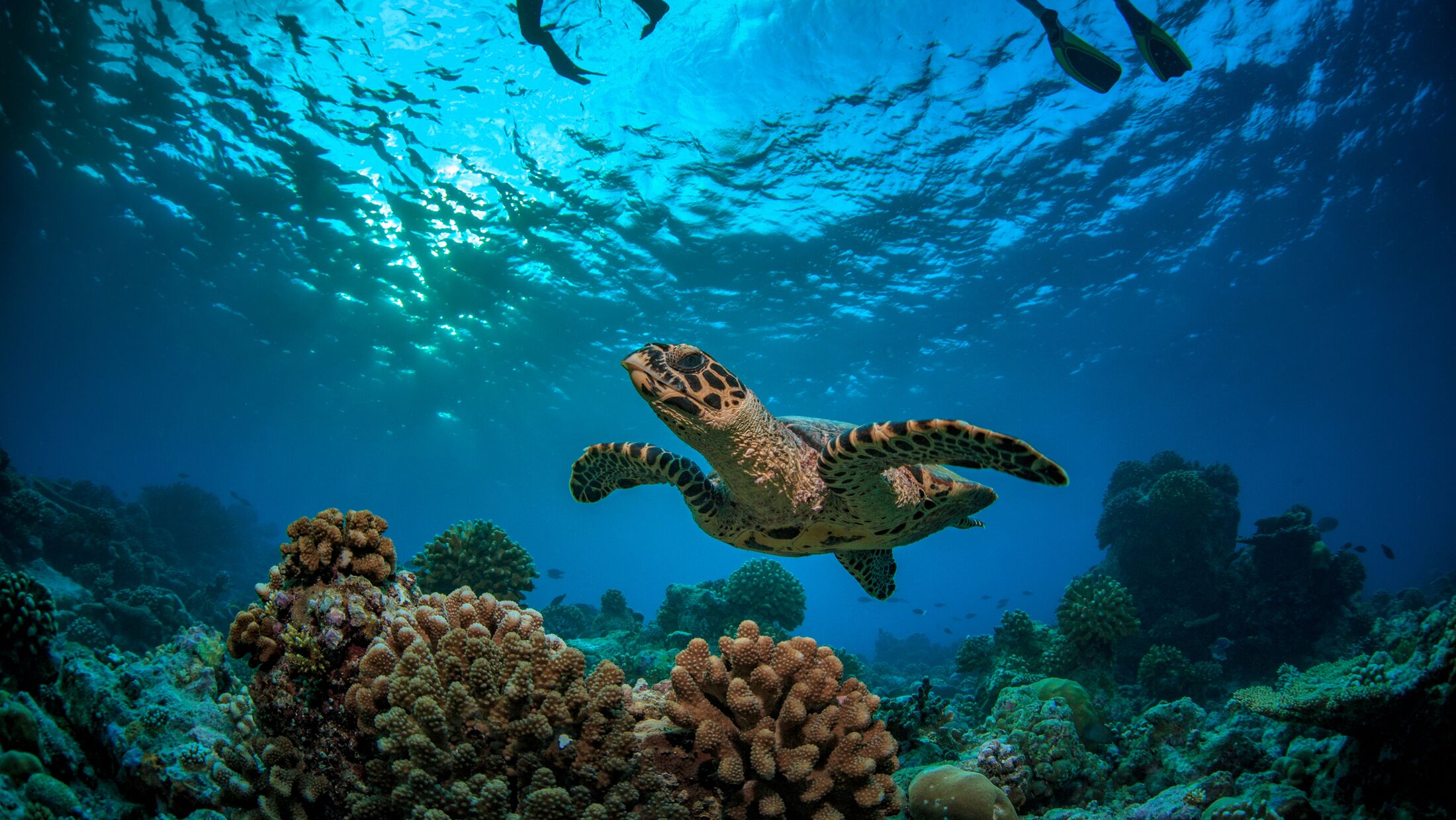 Coral reef with turtle underwater in Indian ocean