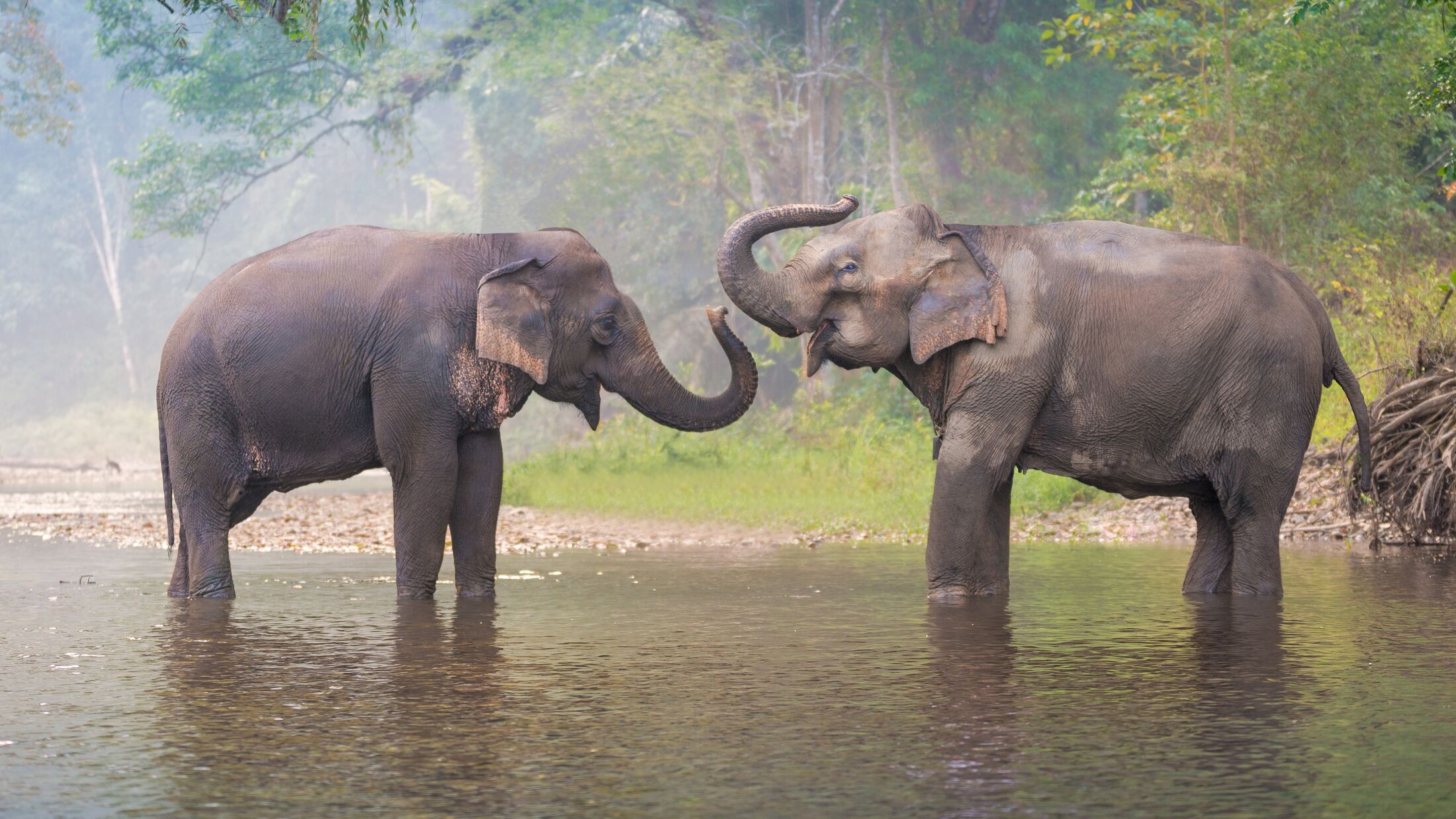 Asian Elephant in a nature river at deep forest, Thailand