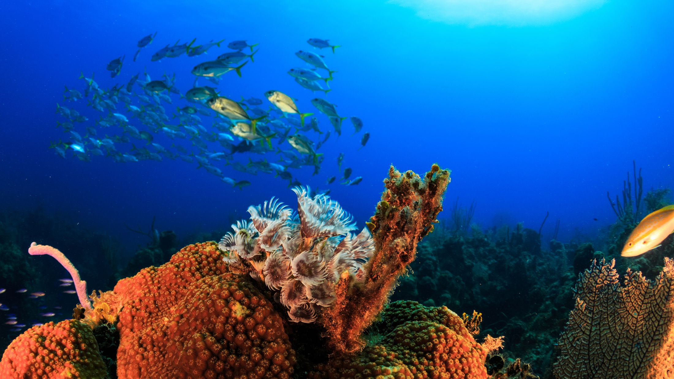 Colony Feather Dusters on hard coral with schooling jacks fish in background, Grand Bahama, Bahamas; Shutterstock ID 267084527; PO: Project Italy - Facilities images; Job: Project Italy - Facilities images; Client: H&J/Citalia