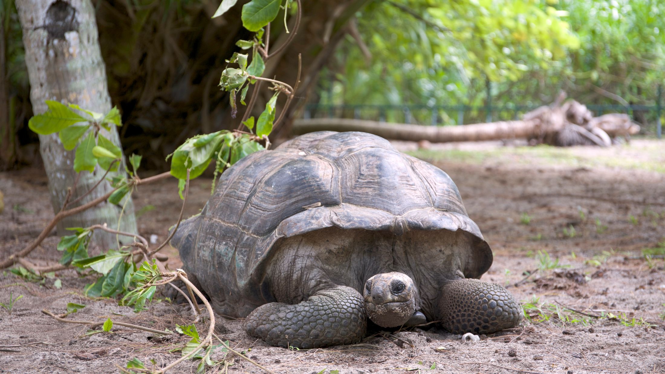 085093_Giant Turtle_Denis Island_Seychelles_Tim Chow_001-Hybris