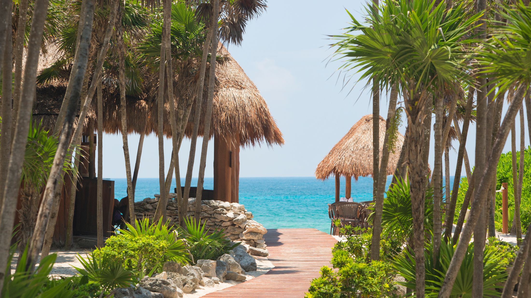 a group of palm trees with water in the shade of a tree