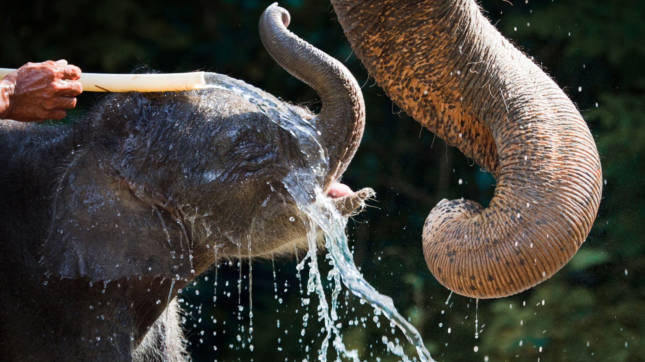 a elephant that is swimming in the water
