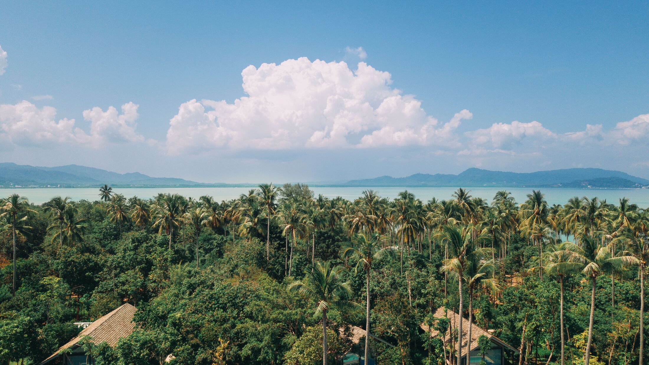 a group of palm trees on a sunny day