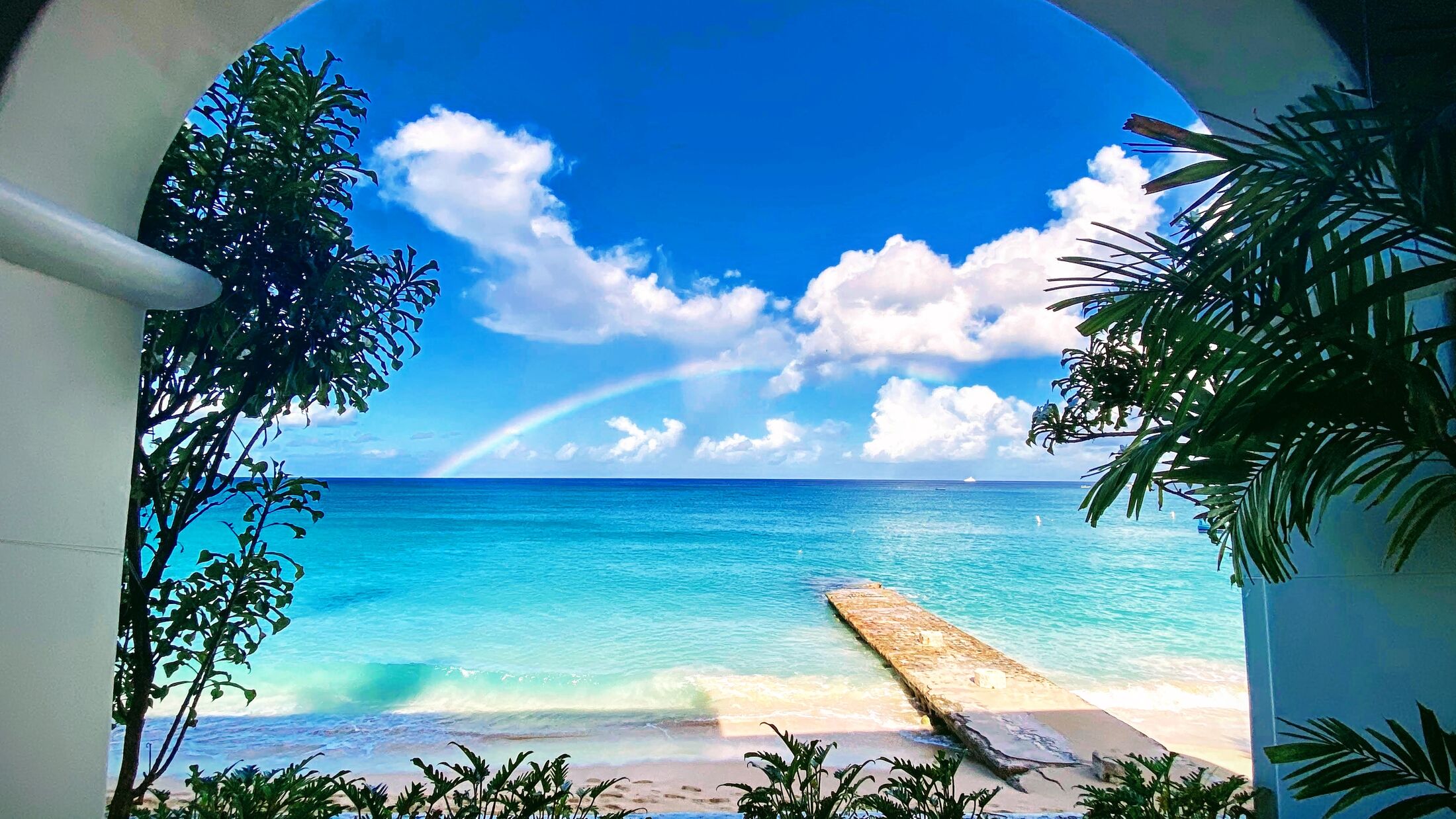 a palm tree in front of a body of water