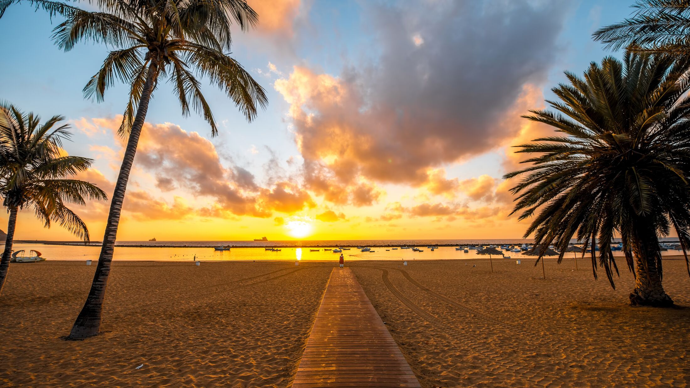 a beach with a palm tree in front of a body of water